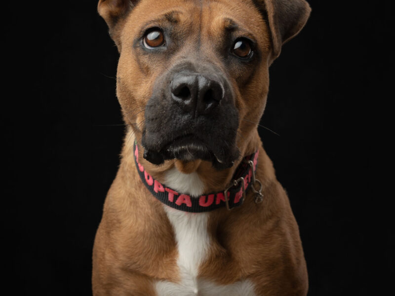 BONITA