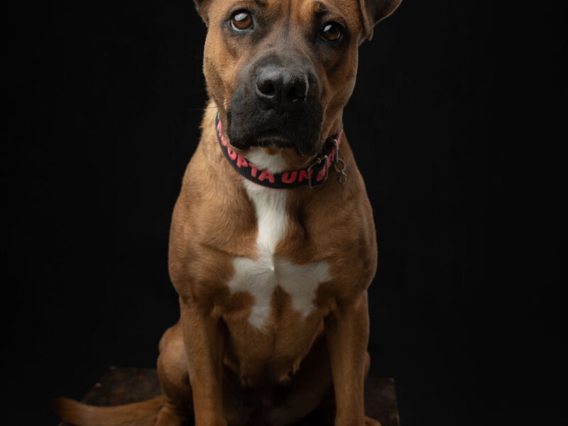 BONITA