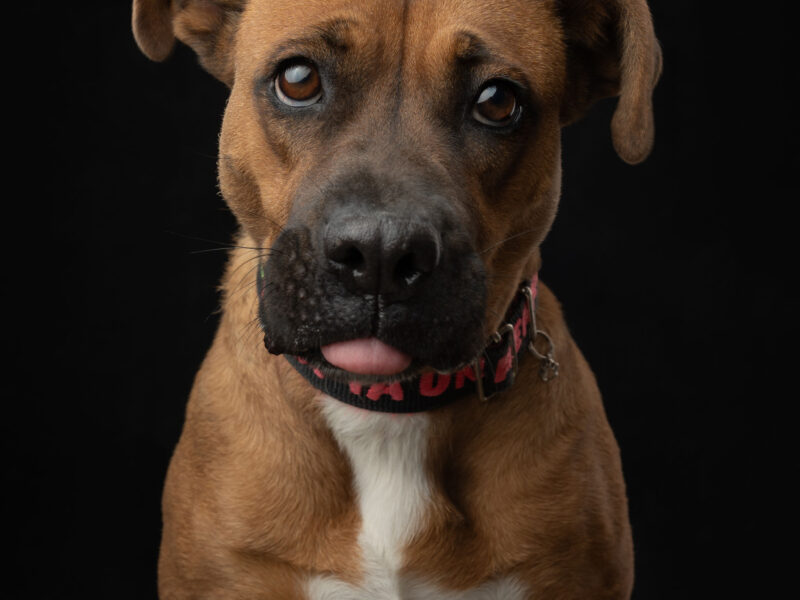 BONITA