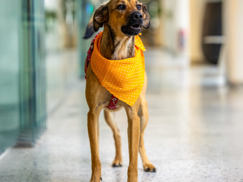 SCOOBY