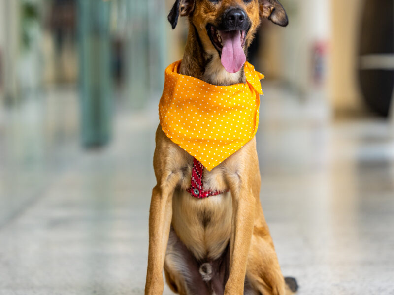SCOOBY