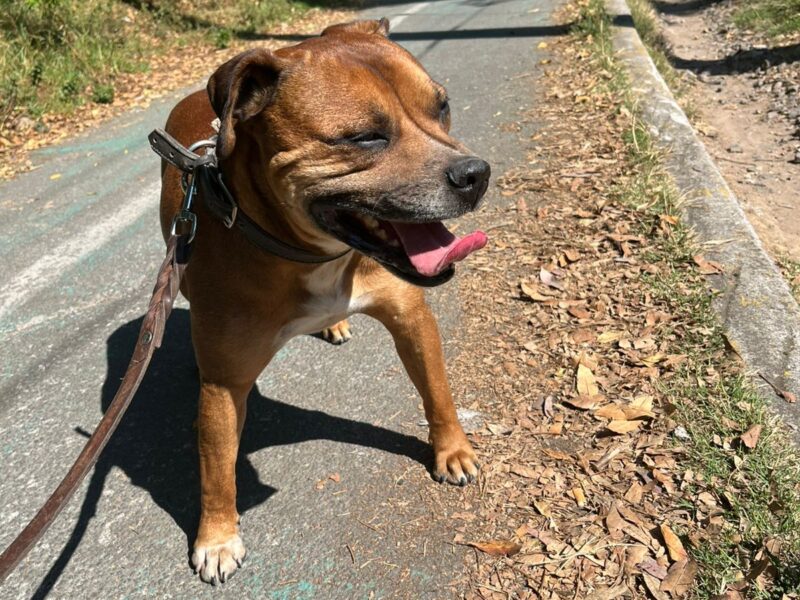 CARMELITO