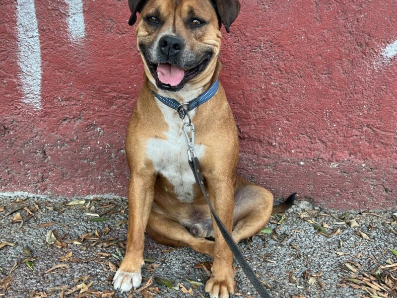 CARMELITO