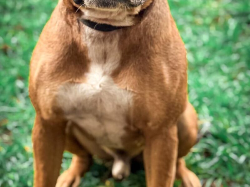 CARMELITO