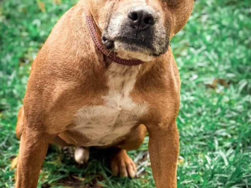 CARMELITO