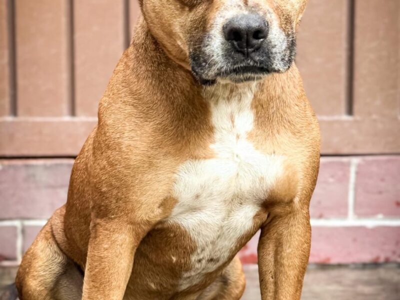 CARMELITO
