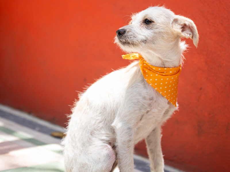 PERLA
