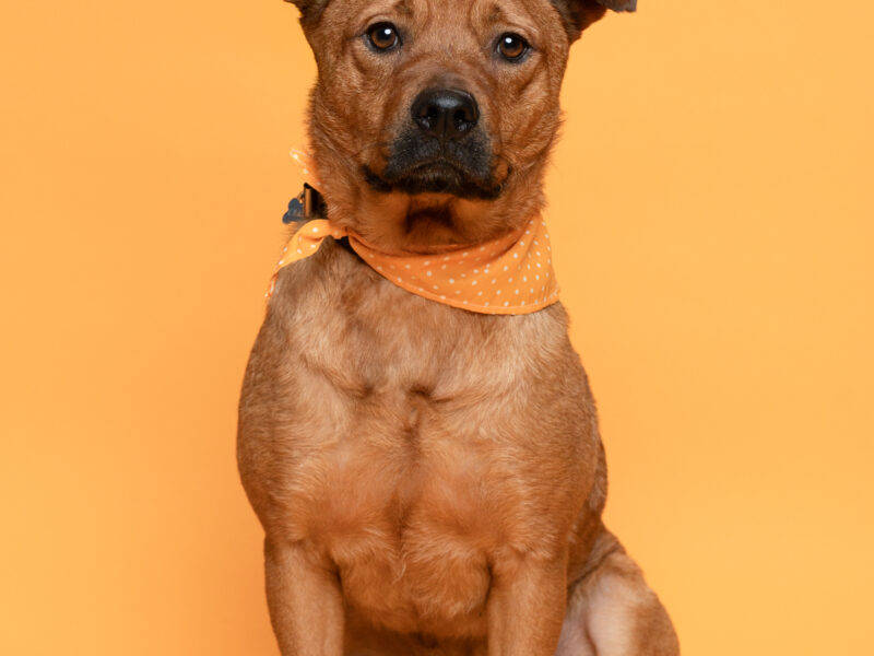 CANELA