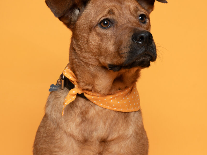CANELA