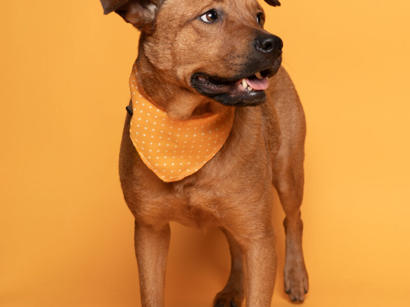CANELA