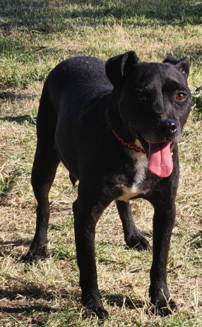 PELOTA