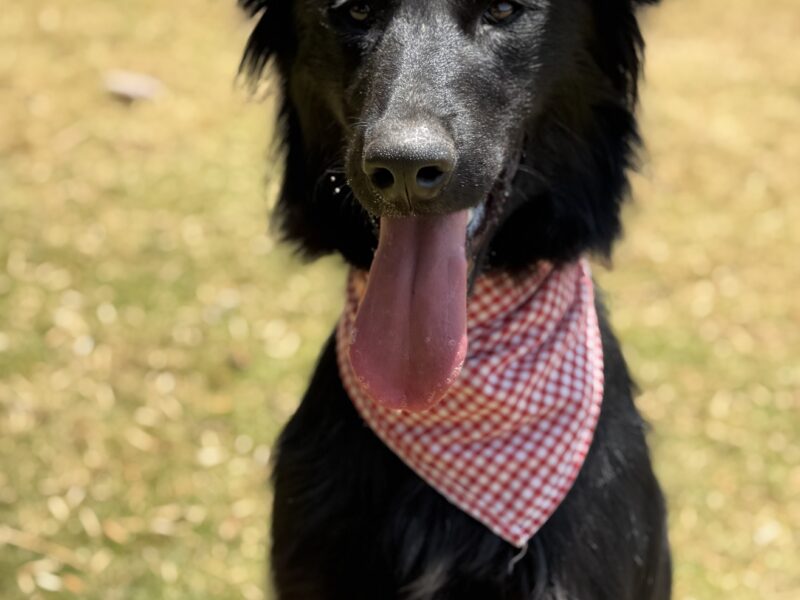 BRUNO
