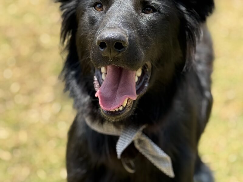 BRUNO