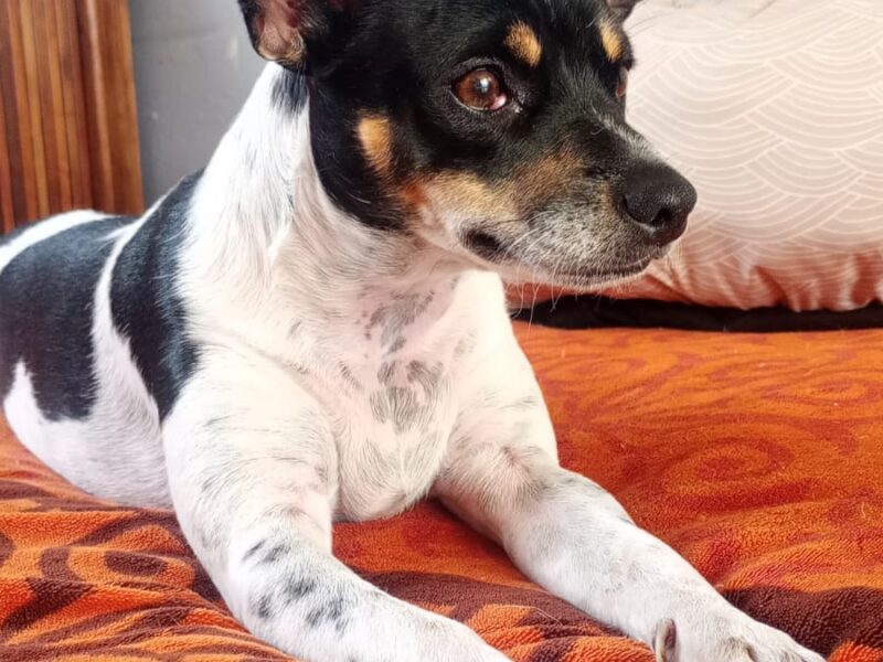 LULY
