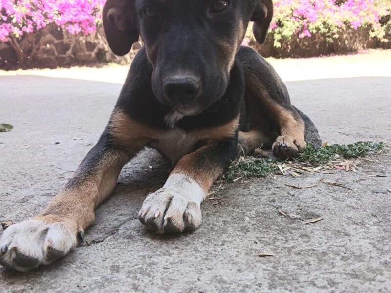 ASLAN