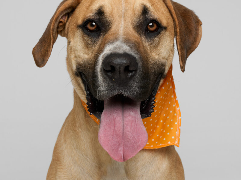 DUKE