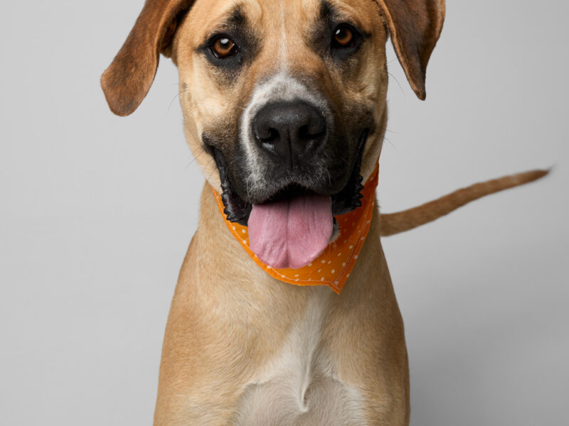 DUKE