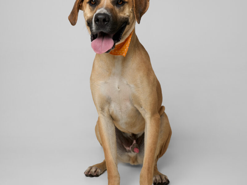 DUKE