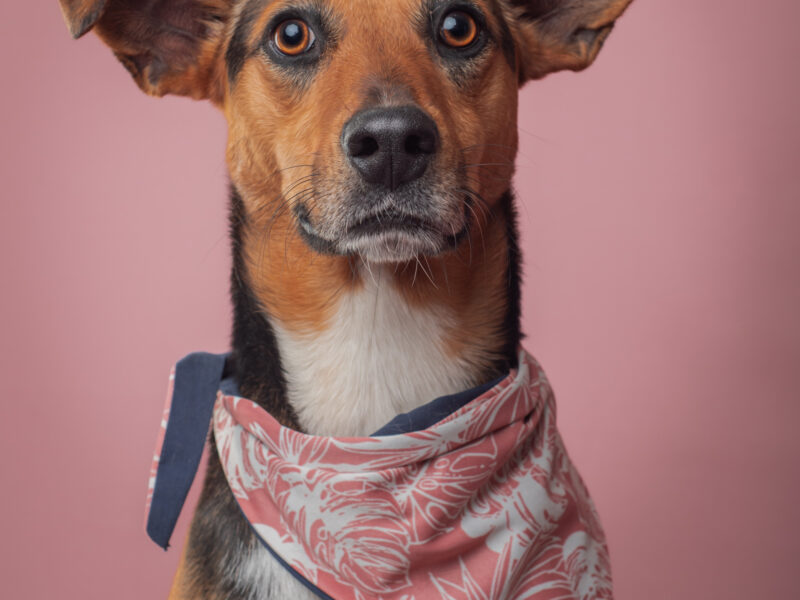 HEIDI