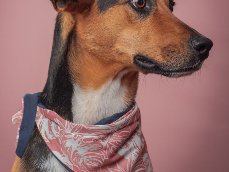 HEIDI