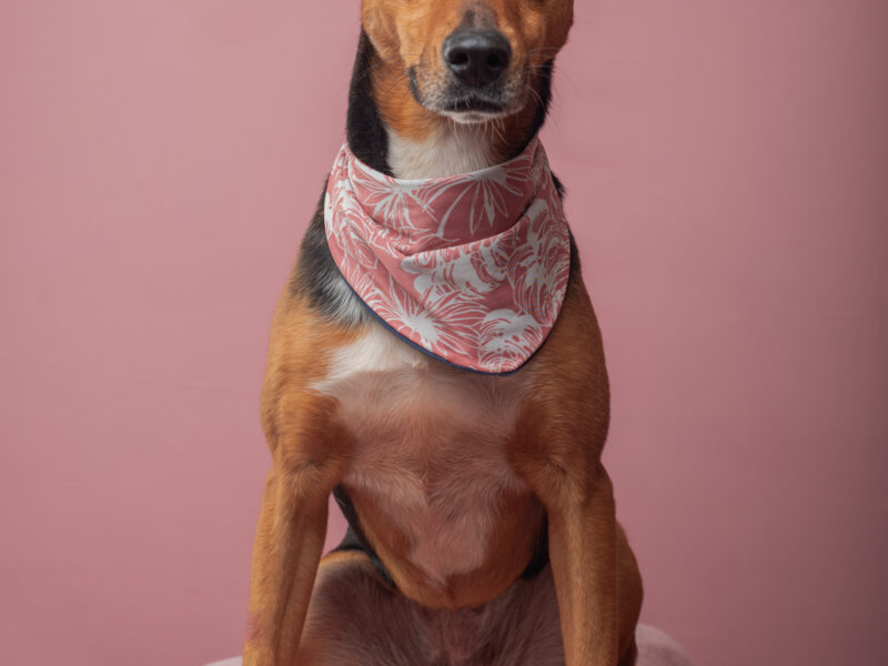 HEIDI
