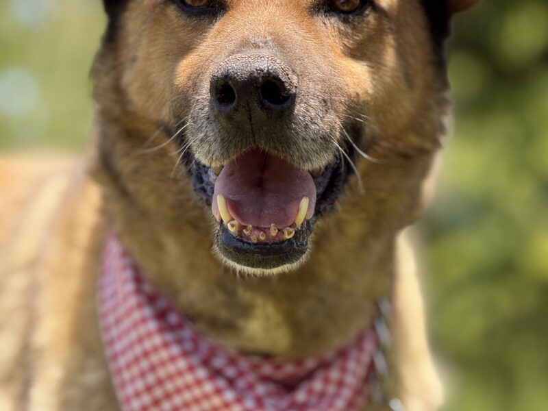 ELLIOT
