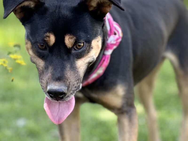 LOLA