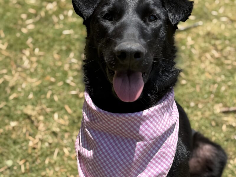 MAYA