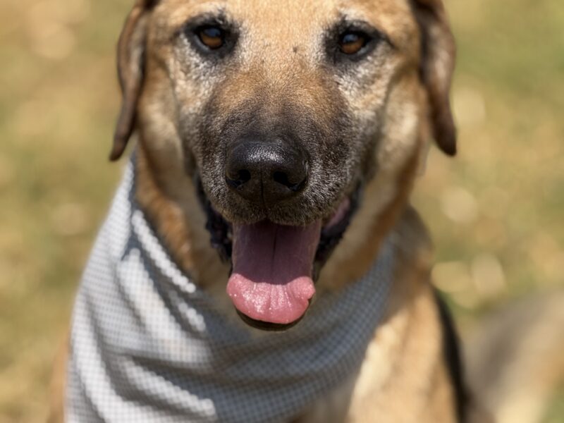 DUKE