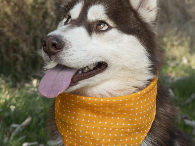 OKAMI