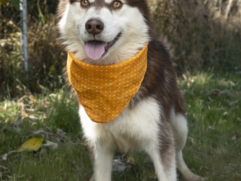 OKAMI