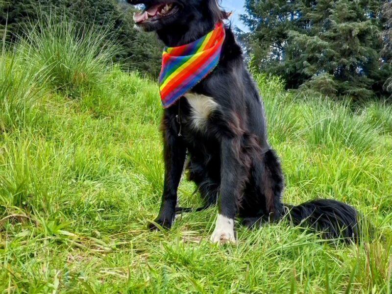 BLACKY