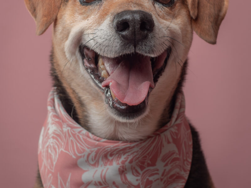 SAMMY