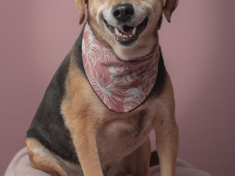 SAMMY