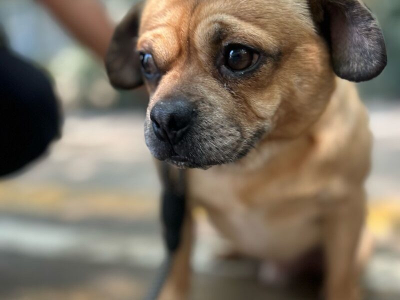 BIMBO