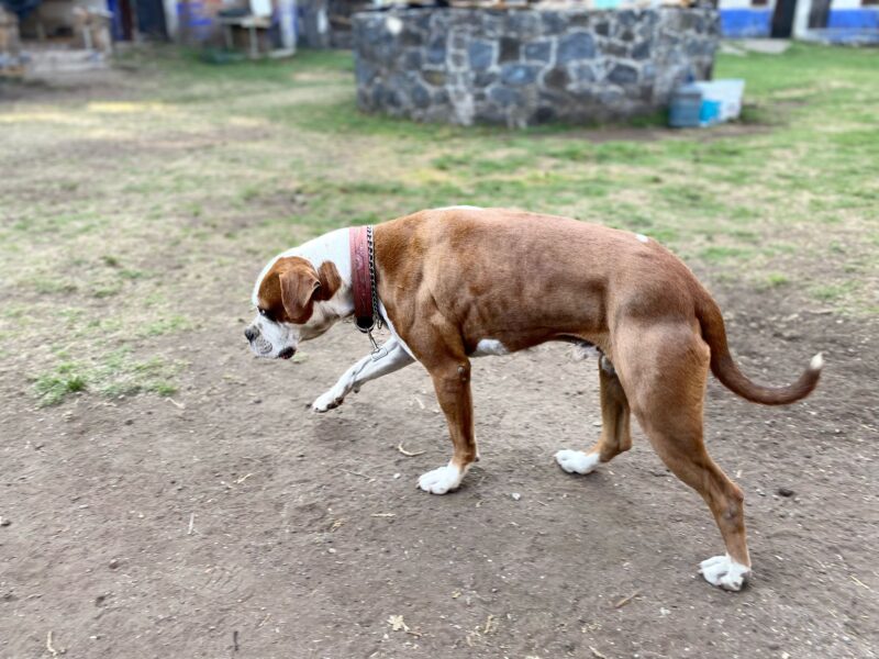 CAPU