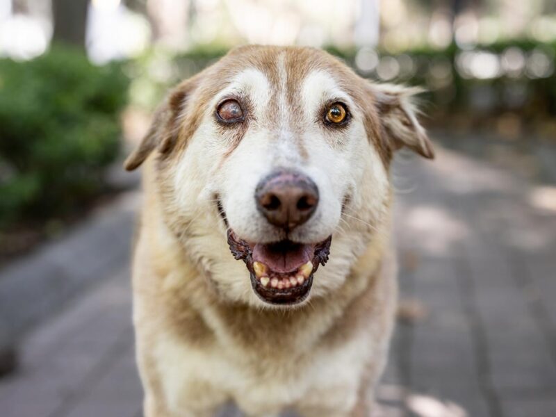 GRONK