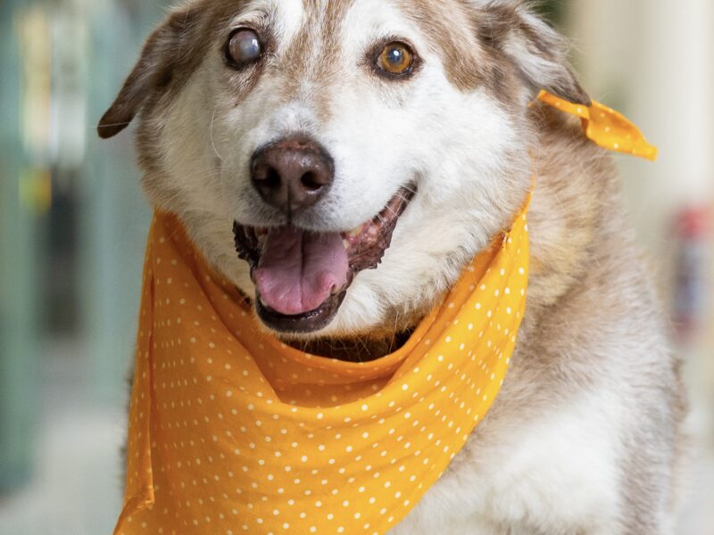 GRONK