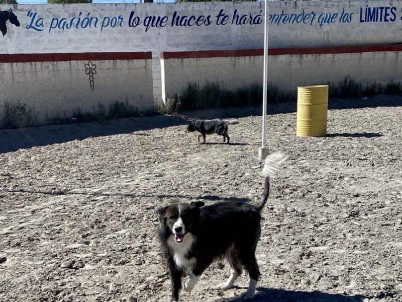 TOÑO