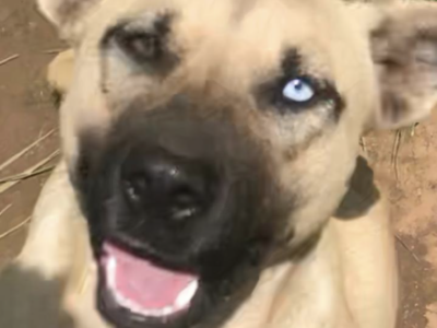 DAKOTA