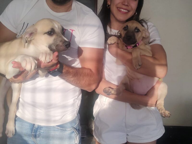 CHIQUIS