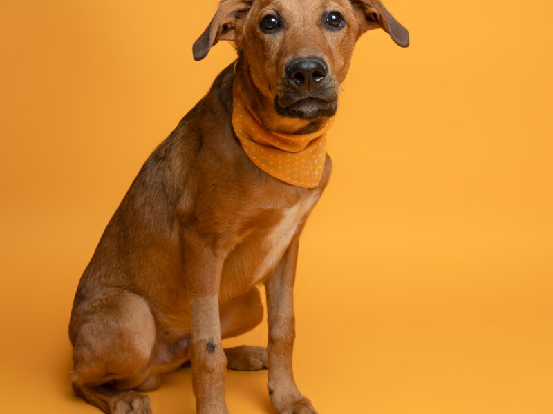 OSITO