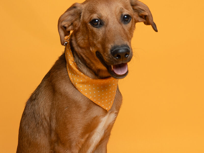OSITO