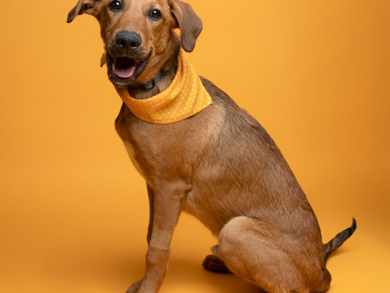OSITO