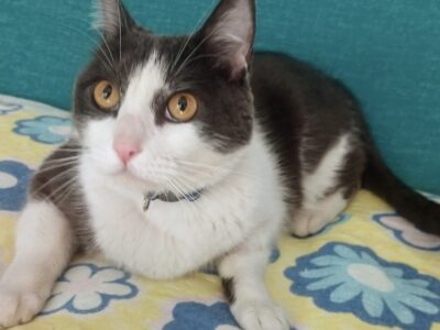 BENJI