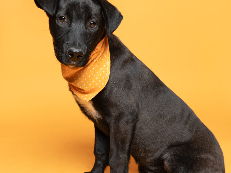 KOBA