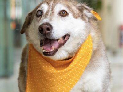 GRONK