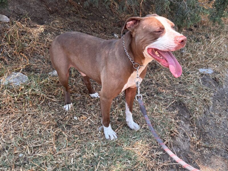 TYSON