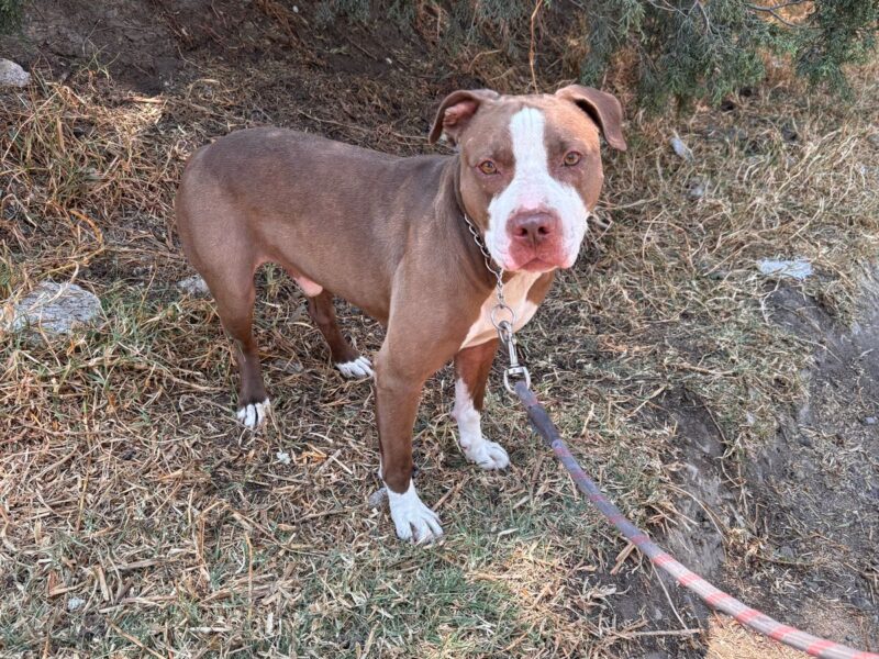 TYSON