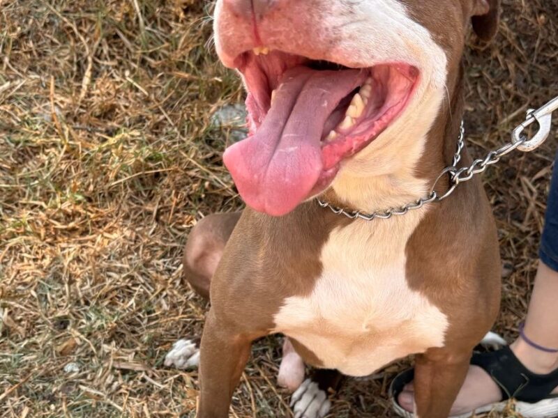 TYSON